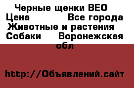 Черные щенки ВЕО › Цена ­ 5 000 - Все города Животные и растения » Собаки   . Воронежская обл.